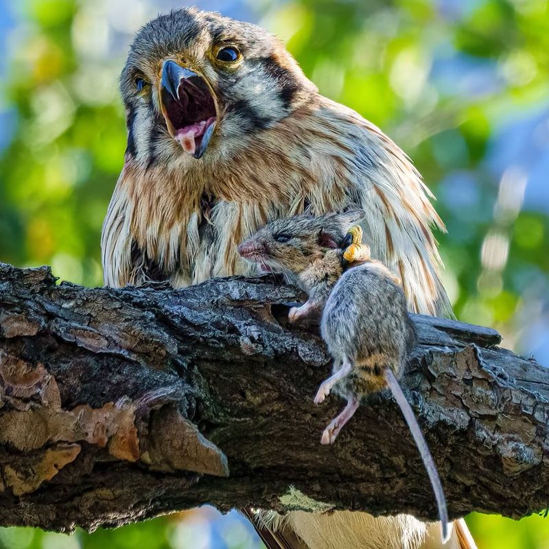 Kestrels' Kindness