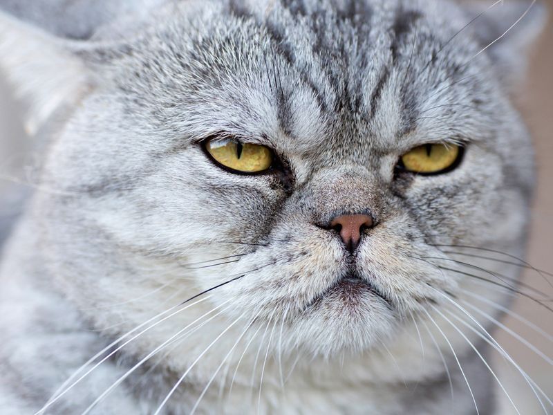 The Fascinating World Of Feline Expressions 