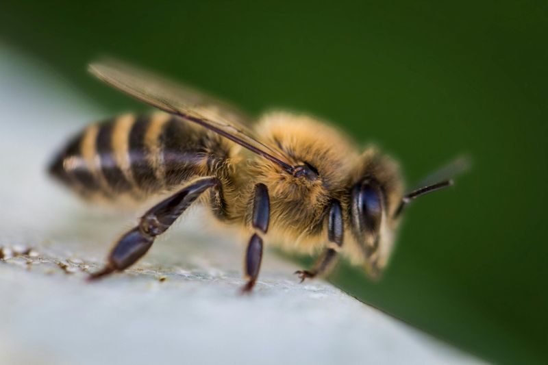 Killer Bees (Africanized Honey Bees)