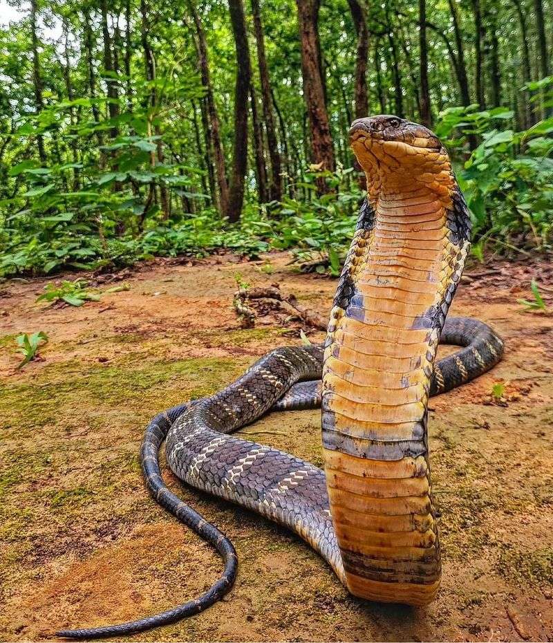 King Cobra