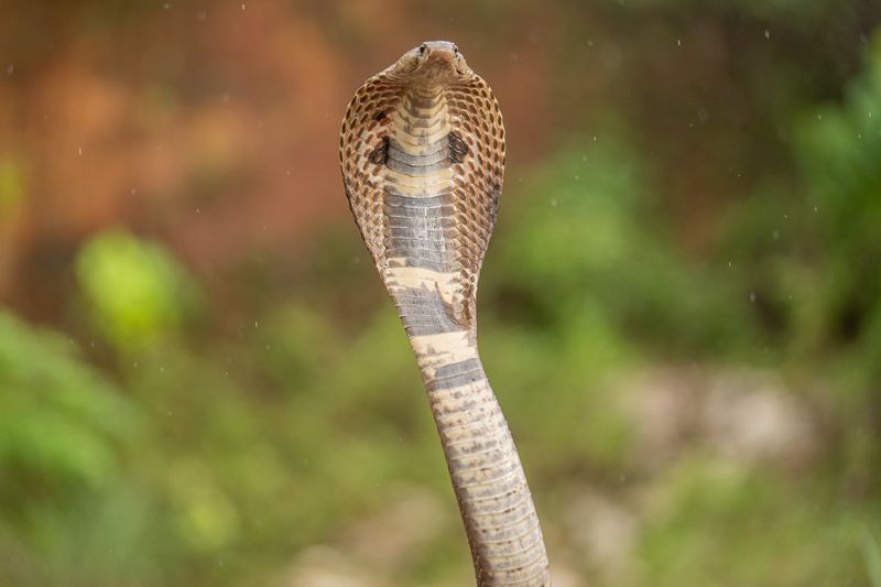 King Cobra