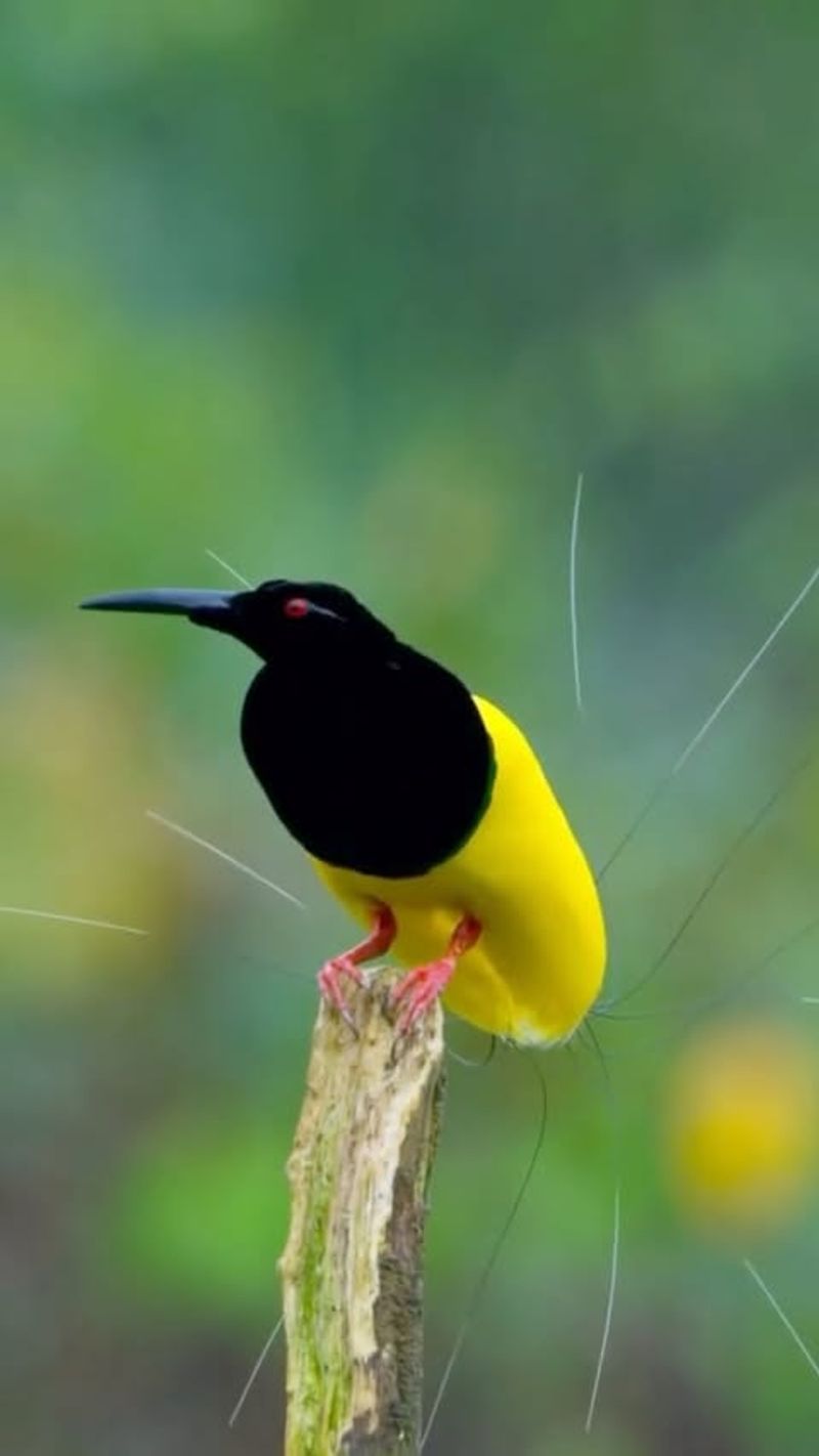 King of Saxony Bird of Paradise