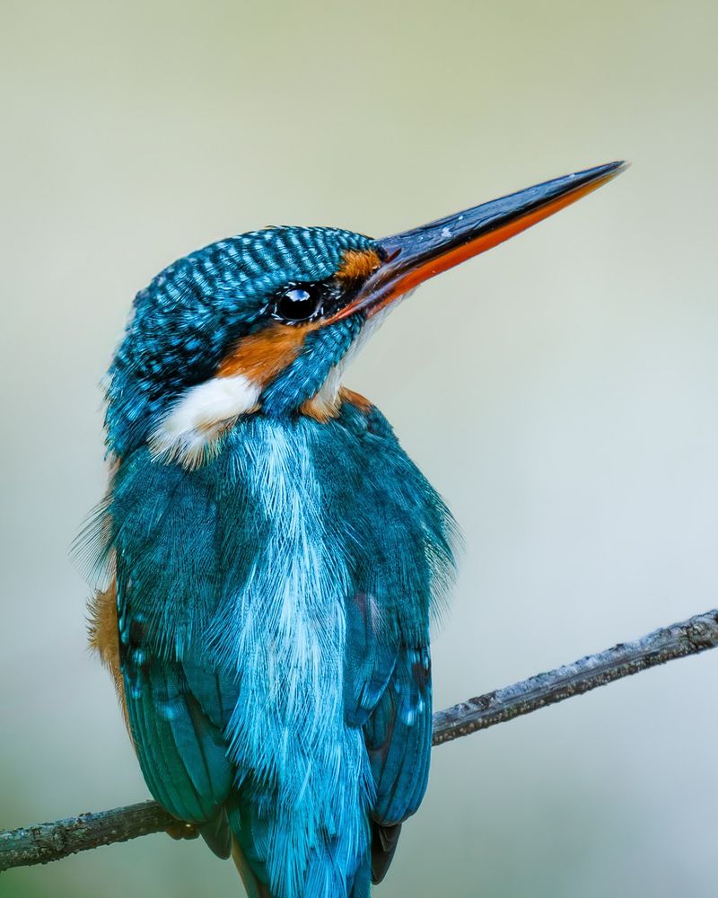 Kingfisher