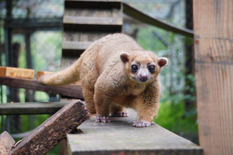 Kinkajou