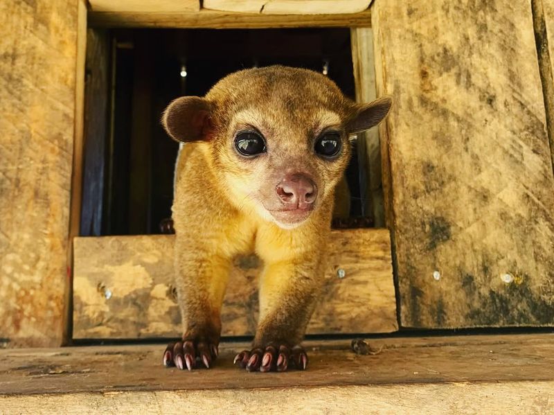 Kinkajou