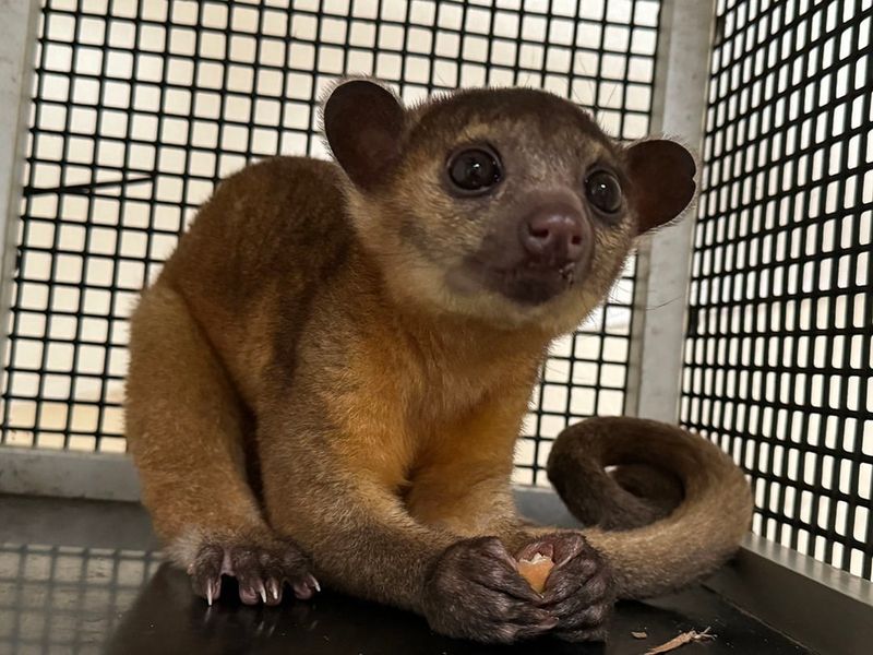 Kinkajou