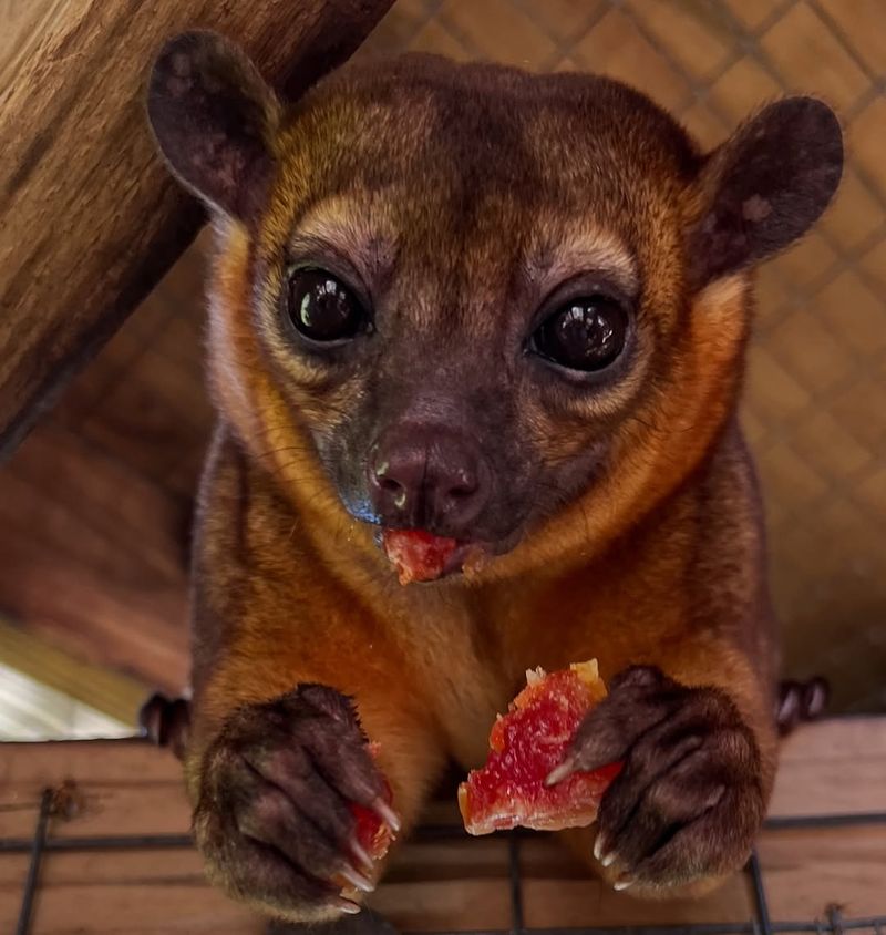 Kinkajou