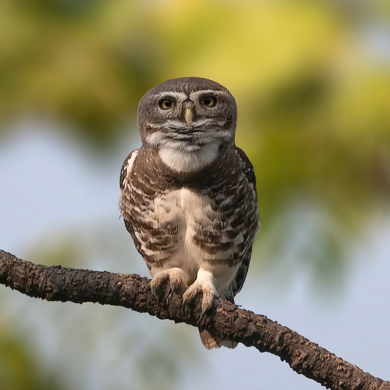 Forest Owlet