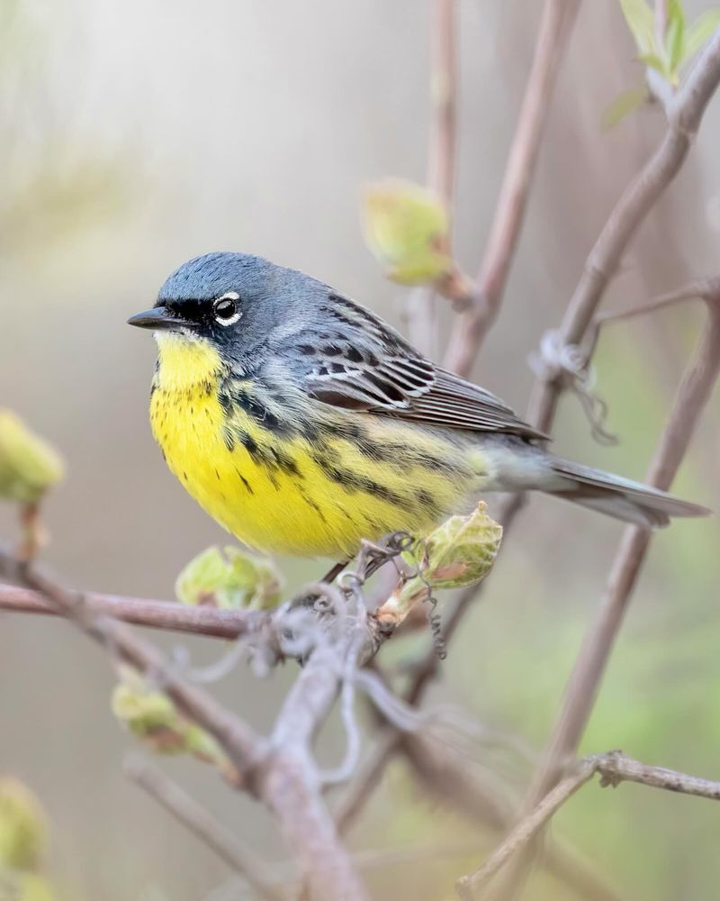 Kirtland's Warbler