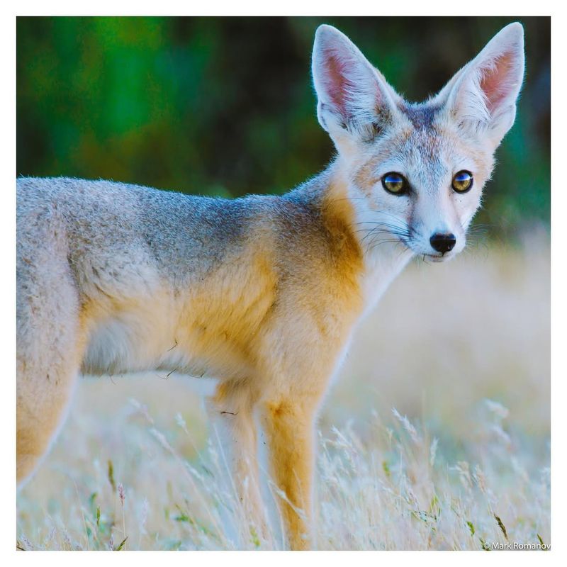 Kit Fox