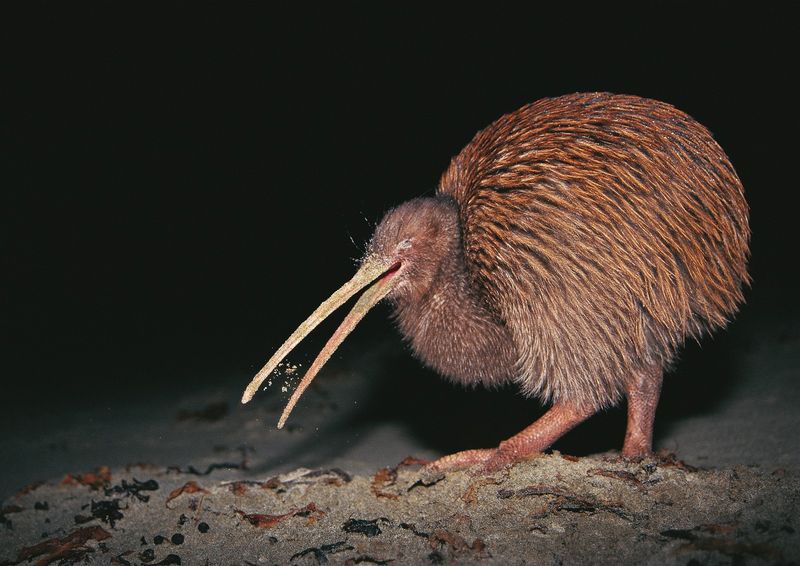 Kiwi's Unique Adaptations