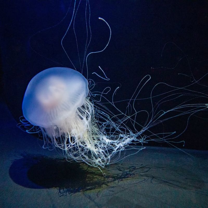 Jellyfish – Venomous Sting