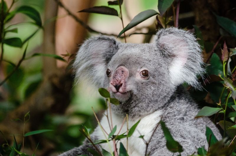 Koala's Sensitive Nose