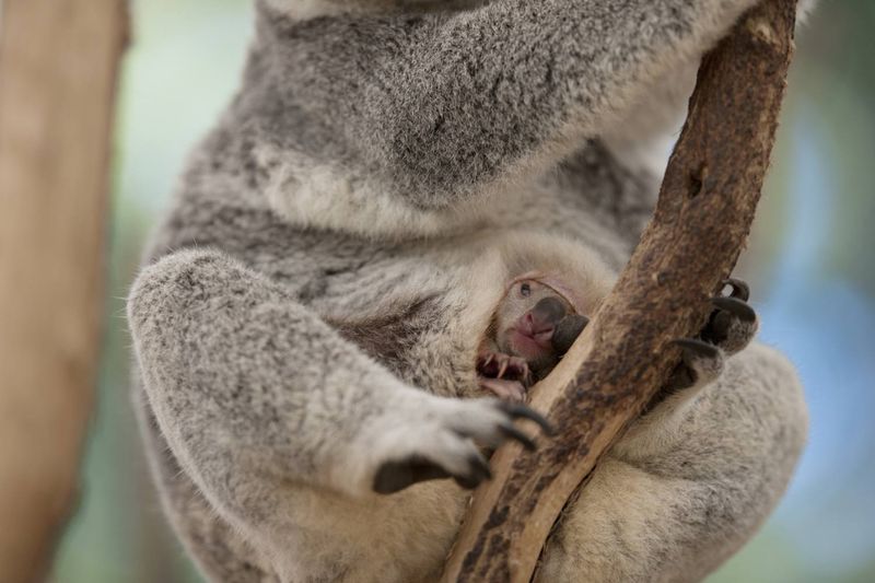 Koala's Unique Foot Structure