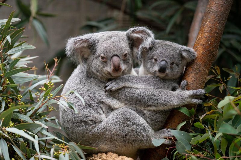 Koala