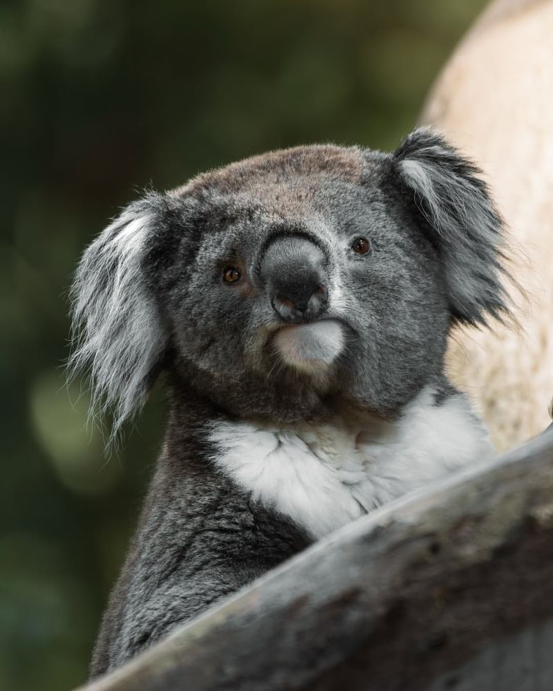 Koala Conservation Centre, Phillip Island, Australia