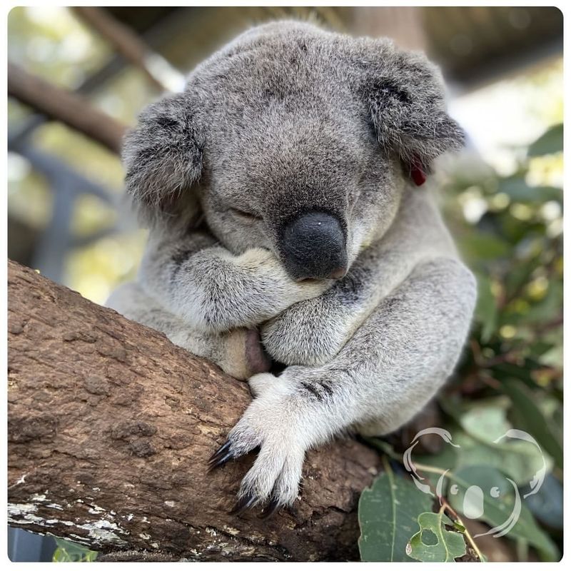 Koala Hospital, Port Macquarie, Australia