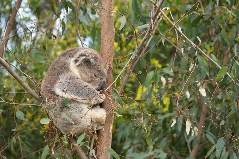 Koala Population Distribution