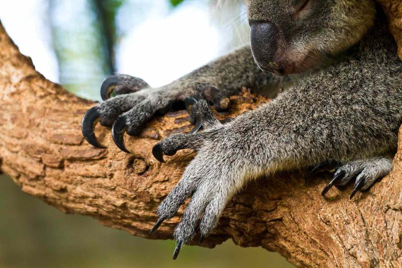 Koala's Sharp Claws