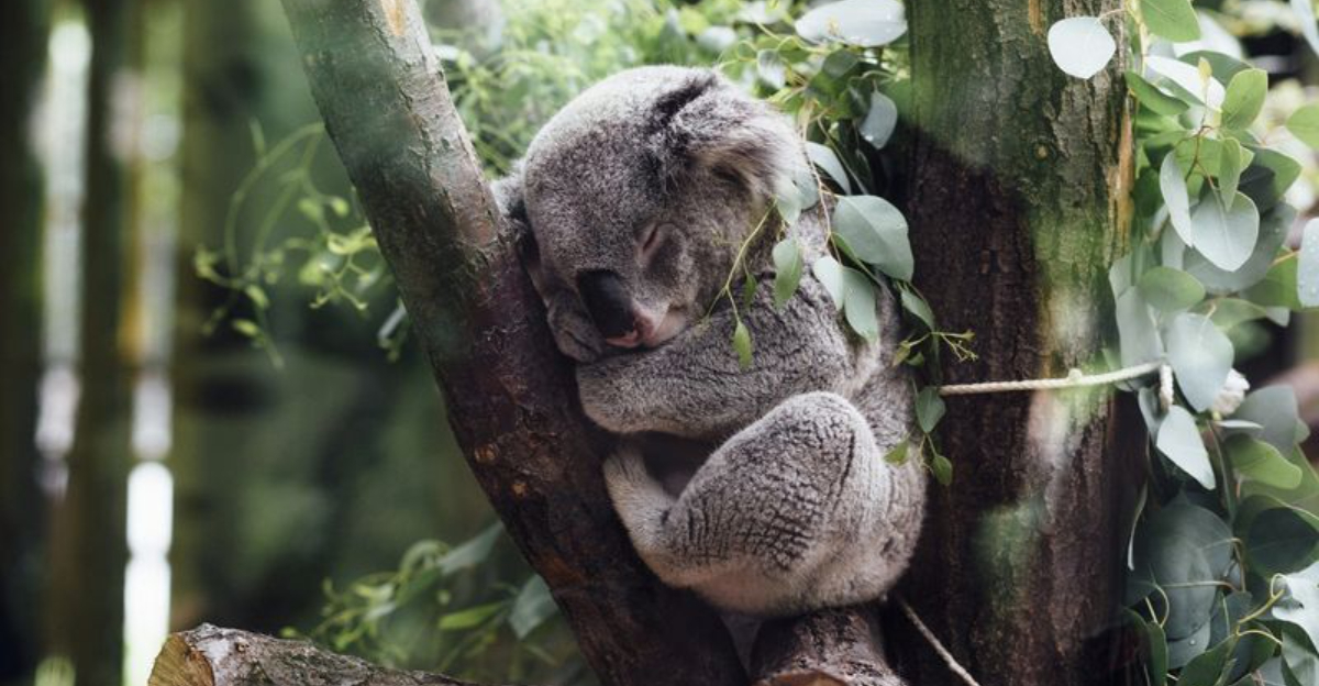 Koalas At Risk: How Climate Change And Habitat Loss Threaten Australia’s Most Beloved Animal