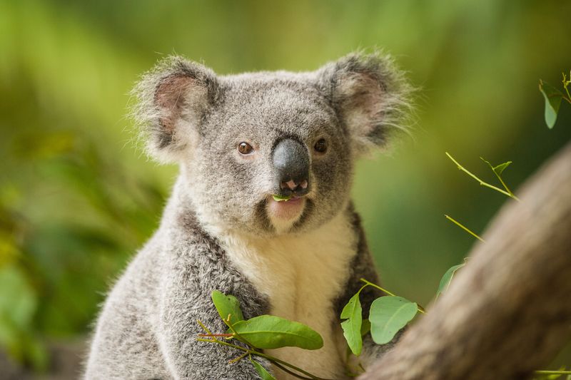 Koalas' Role in Ecosystem