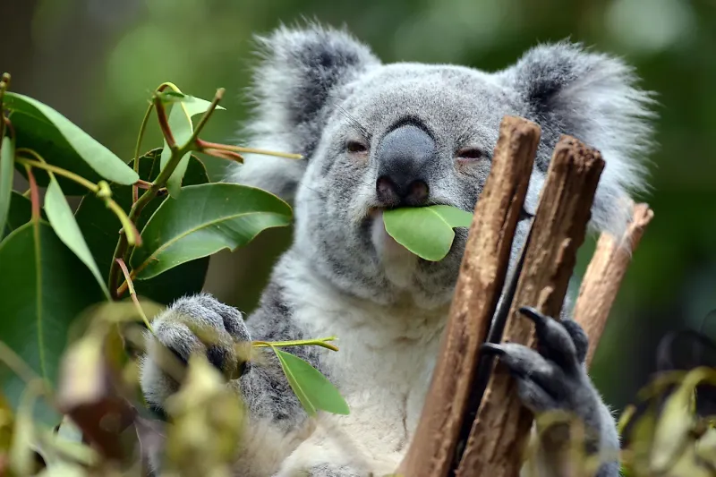 Koalas' Unique Diet