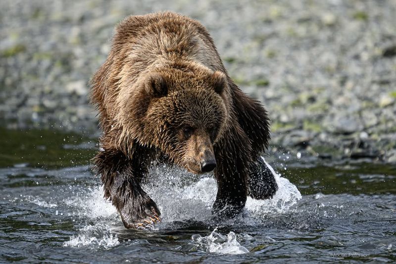 Kodiak Bear