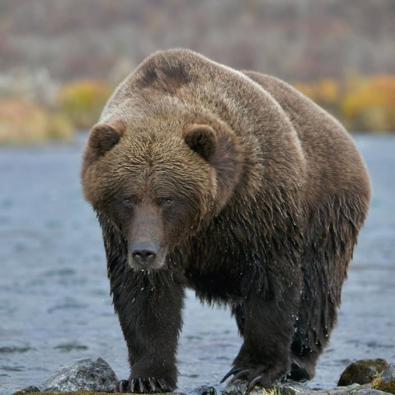 Kodiak Bears: A Unique Species