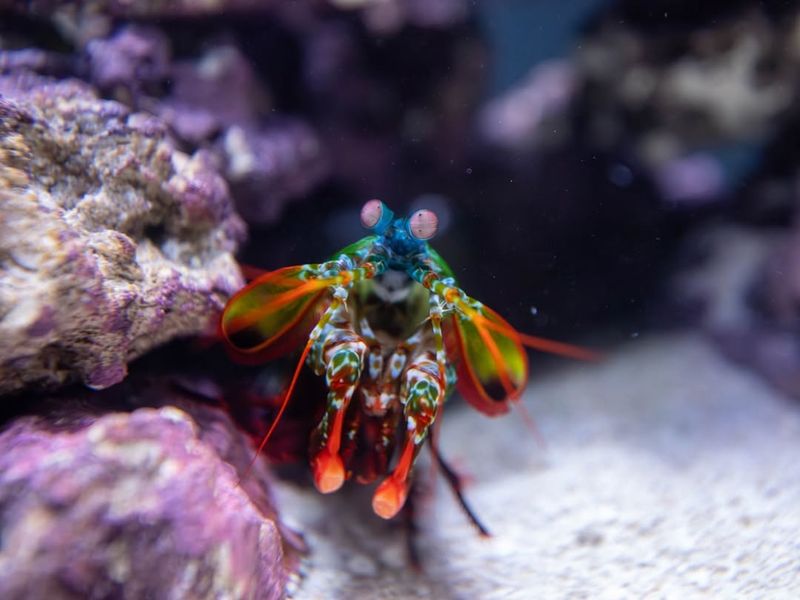 Mantis Shrimp – Super-powered Punch