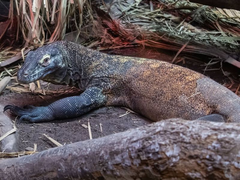 Komodo Dragon