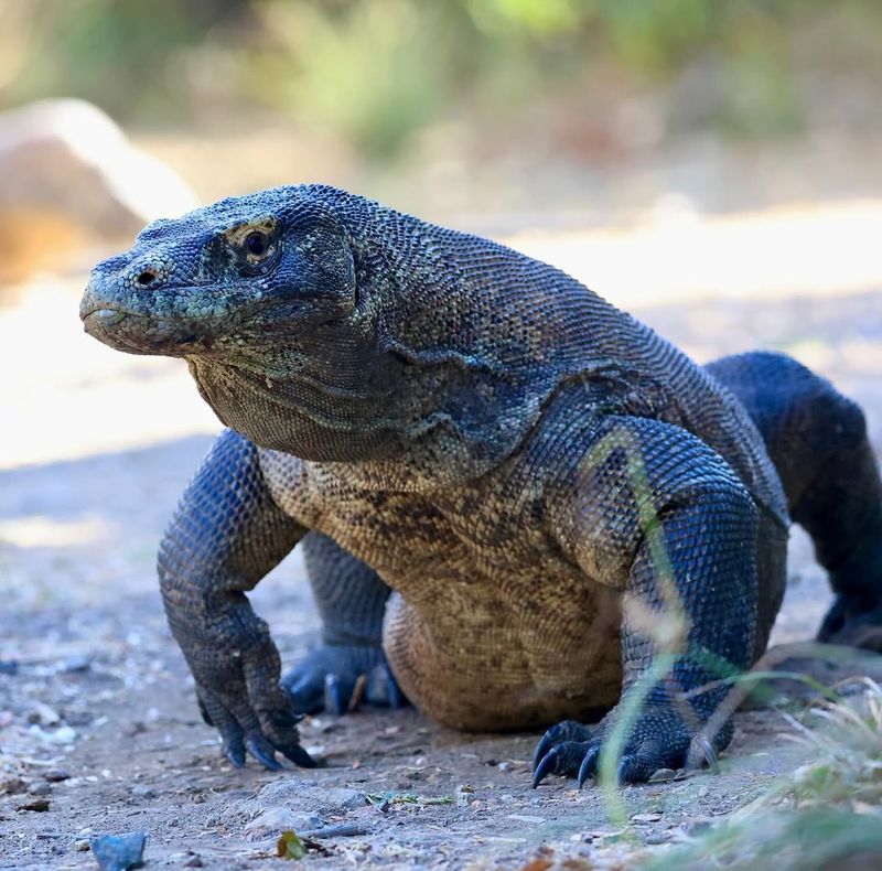 Komodo Dragon