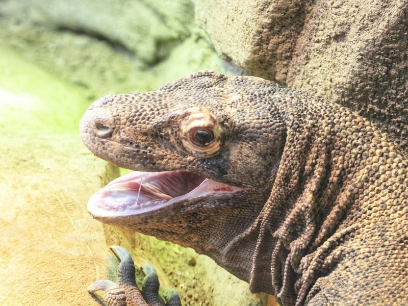 Komodo Dragon