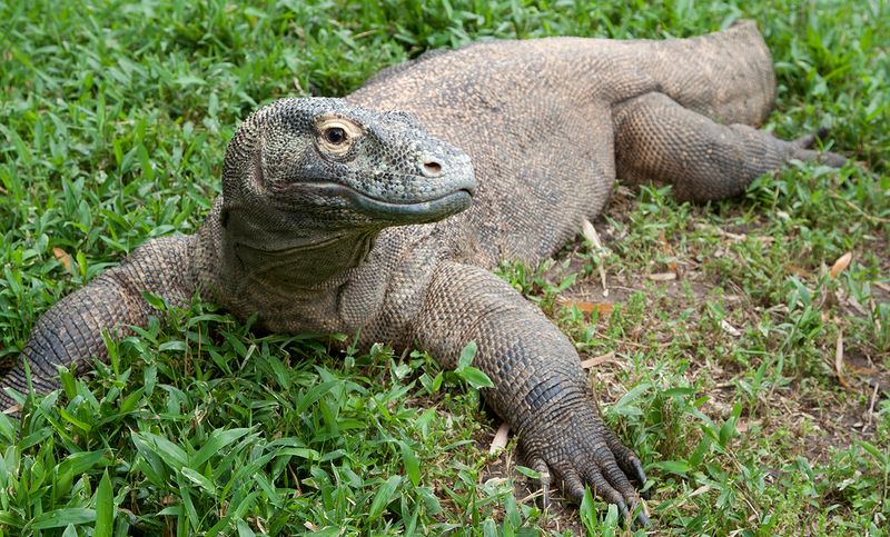 Komodo Dragon