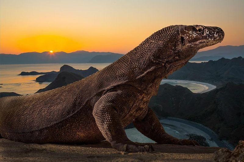 Komodo Dragon