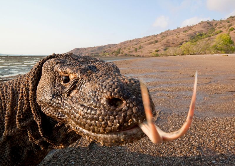 Komodo Dragons: Land's Giant Lizards