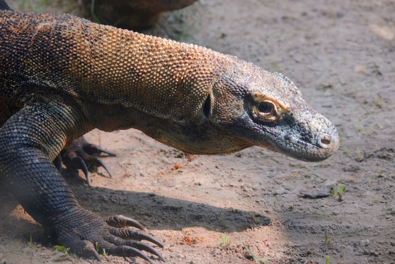 Komodo Dragons