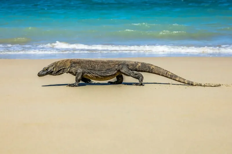 Komodo National Park, Indonesia