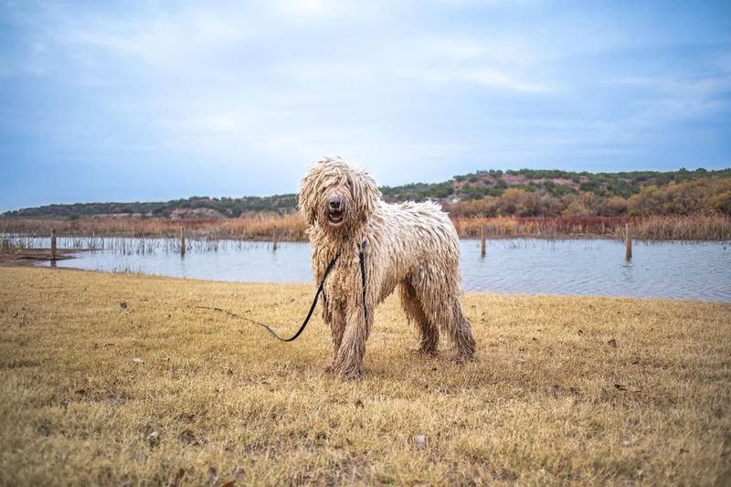 Komondor