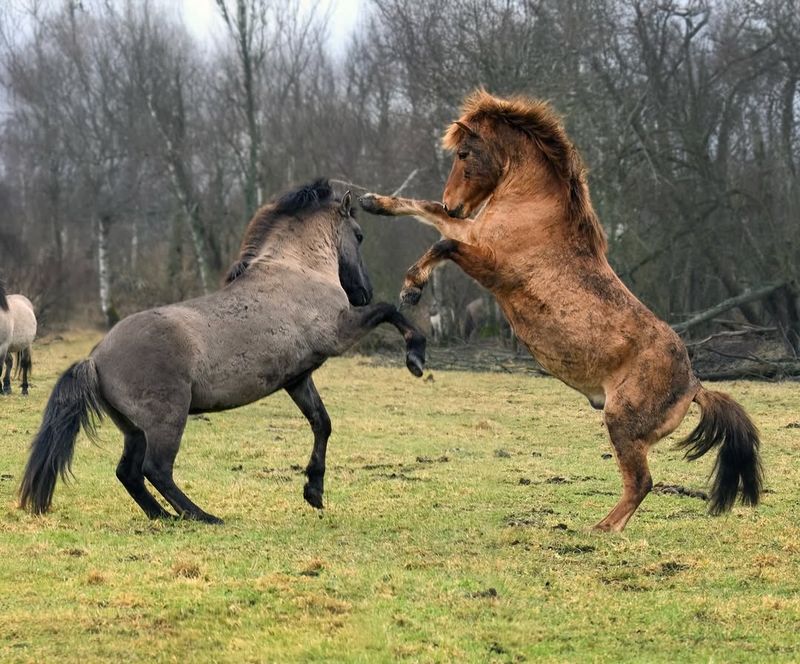 Konik Horse of the Polish Wetlands