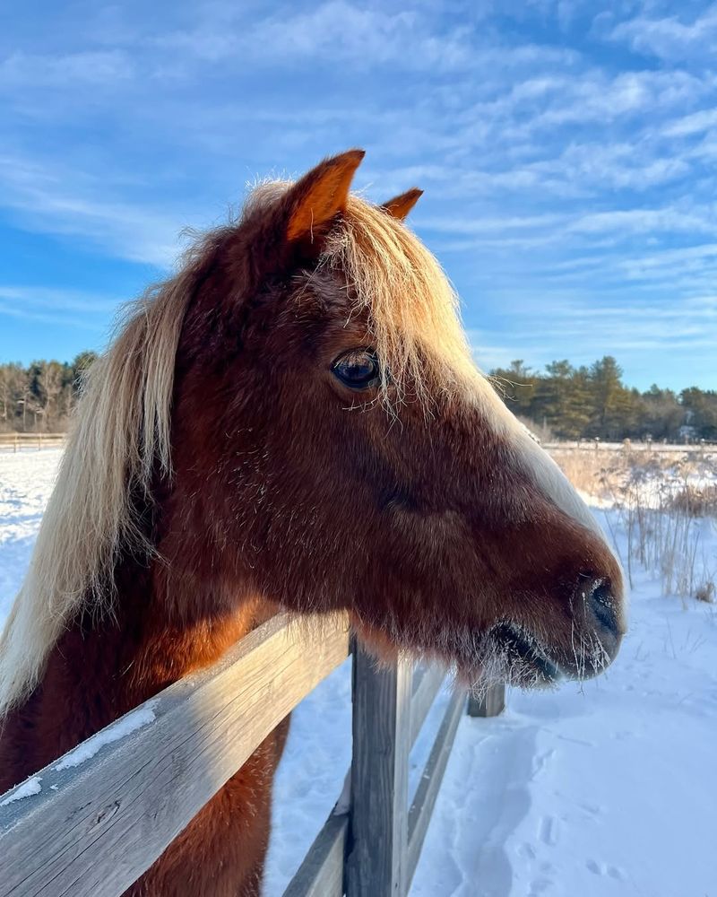 Newfoundland Pony