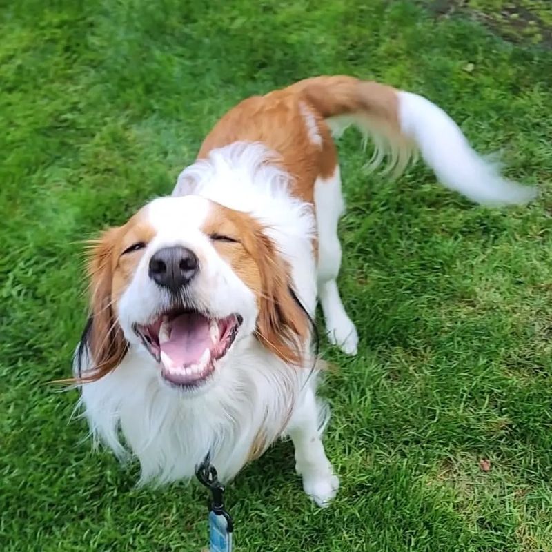 Kooikerhondje