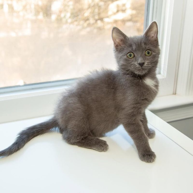 Korat Kitten