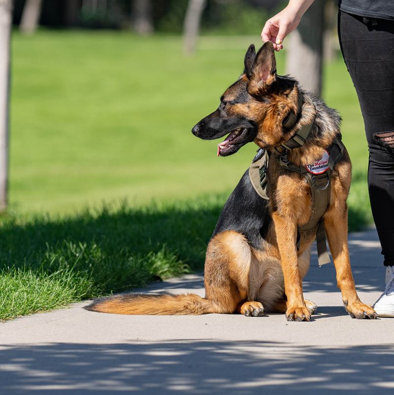 German Shepherd (Elite Trained)