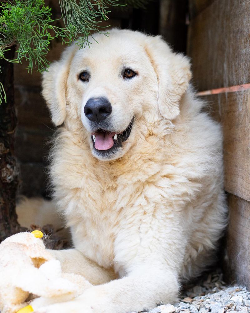 Kuvasz