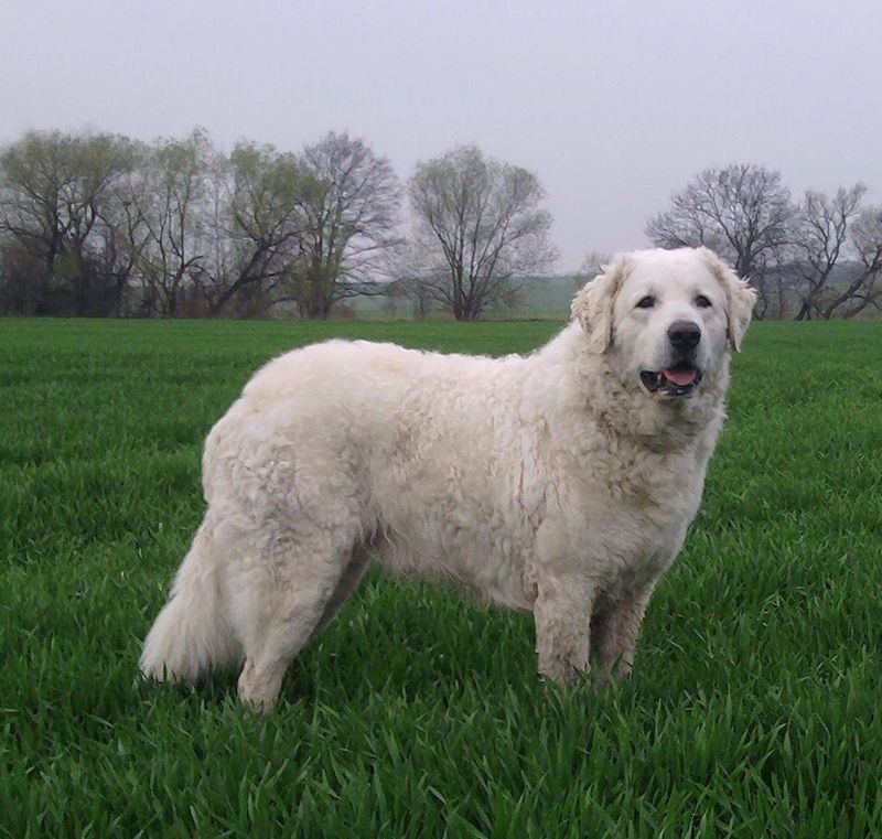 Kuvasz