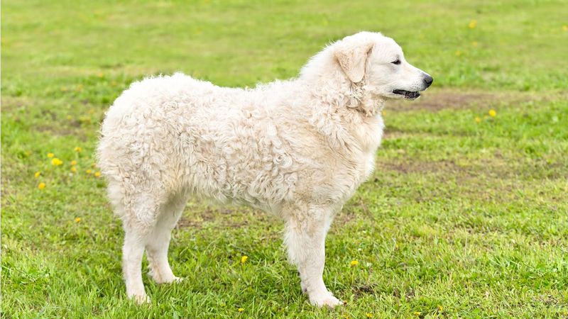 Kuvasz