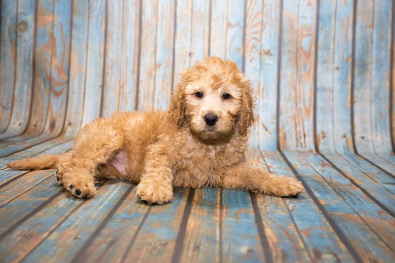 Labradoodle