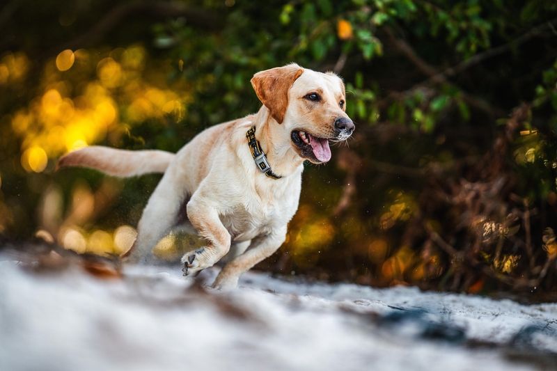 Labrador Retriever