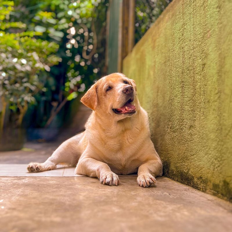 Labrador Retriever