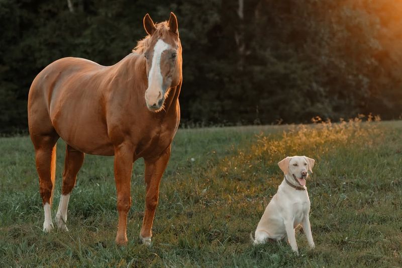 Labrador Retriever